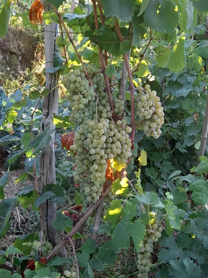 I Tre Grappoli Βίλα Corniglia Εξωτερικό φωτογραφία