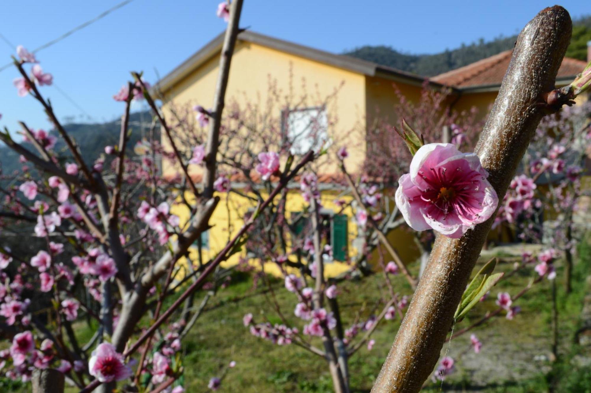 I Tre Grappoli Βίλα Corniglia Εξωτερικό φωτογραφία